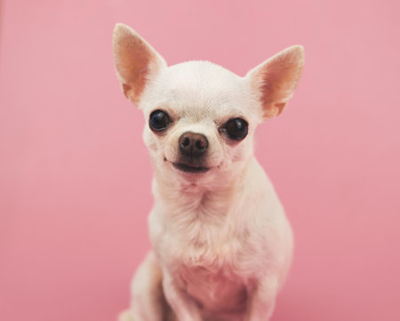 Portrait fo white short hair Chihuahua dog sitting on pink background, looking at camera.の写真素材