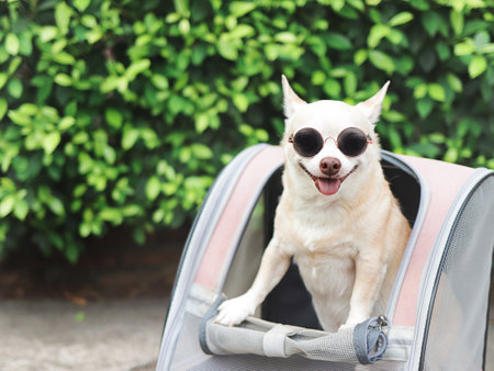 Portrait of brown short hair chihuahua dog wearing sunglasses standing  in pet carrier backpack with opened windows, smiling and looking at camera.の写真素材