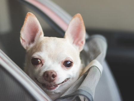 Close up image of happy brown short hair chihuahua dog standing in  pet carrier backpack with opened windows in car seat. Safe travel with pets concept.の写真素材