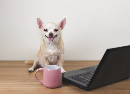 Portrait of brown short hair chihuahua dog sitting on wooden floor with computer notebook and pink cup of coffee, working on computer, smiling and looking at camera.の写真素材
