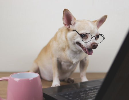 Portrait of brown short hair chihuahua dog wearing eyeglasses  sitting on wooden floor with computer laptop and pink coffee cup, working and looking at computer screen.の写真素材