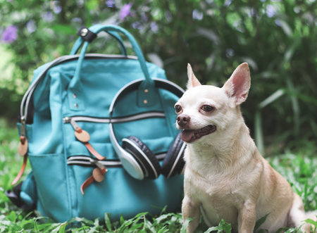Portrait  of a cute brown short hair chihuahua dog  sitting  on green grass in the garden  with travel accessories, backpack and headphones. travelling  with animal concept.の写真素材