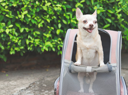 Close up image  of brown short hair chihuahua dog standing  in pet carrier backpack with opened windows, looking away.の写真素材