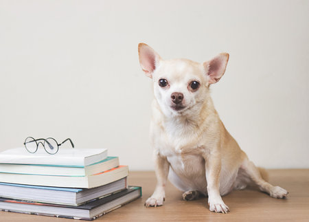 Front view of brown chihuahua dog sitting  with stack of books and eyeglasses on wooden table and white background. smiling and looking at camera.の写真素材
