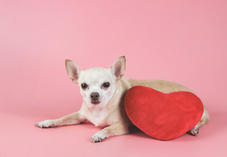 Portrait of brown Chihuahua dog lying down  with red heart shape pillow on pink background, squinting  his eye .isolated.  Valentine's day concept.の写真素材