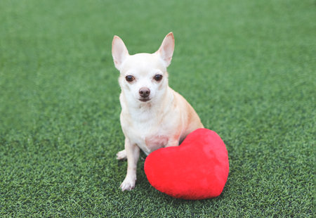 Portrait of brown Chihuahua dogs sitting  with red heart shape pillow on green grass, smiling and looking at camera. Valentine's day concept.の写真素材