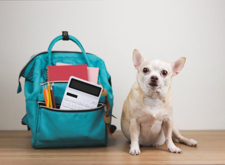 Front view of brown short hair chihuahua dog sitting on wooden table and white background with  green school backpack with school supplies. Back to school concept.の写真素材