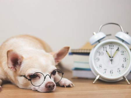 Close up image of brown chihuahua dog wearing eye glasses, lying down with white vintage alarm clock 11 o'clock and stack of books on white wooden floor and white wall.の写真素材