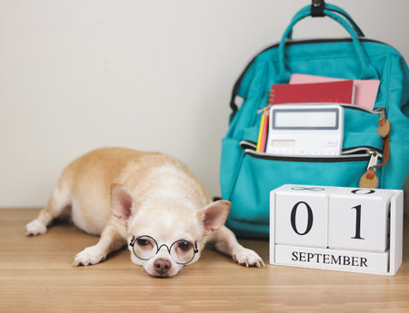 Close up image of sleepy brown chihuahua dog wearing eye glasses, lying down with school backpack and wooden calendar September 01 on  wooden floor and white wall.の写真素材