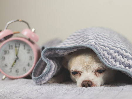Lazy Chihuahua dog doesn't want to wake up in cold day ,  Sleepy chihuahua dog under grey and white stripes blanket beside pink alarm clock 7.00 am.の写真素材
