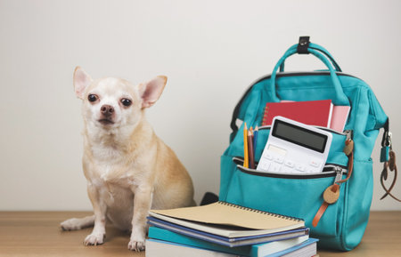 Front view of brown short hair chihuahua dog sitting on wooden table and white background with  green school backpack with school supplies and stack of books. Back to school concept.の写真素材