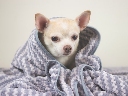Chihuahua dog doesn't want to wake up in cold day ,  sleepy chihuahua dog sitting under gray and white stripes blanket.の写真素材