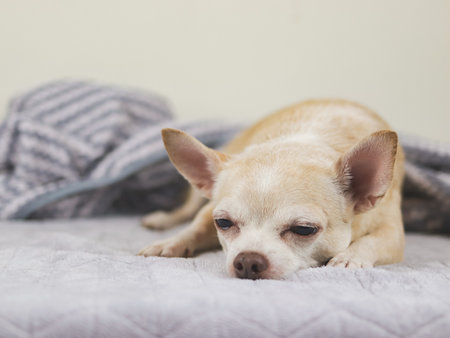 Close up image of sleepy brown short hair Chihuahua dog lying down on gray blanket.の写真素材