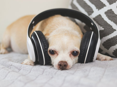 Portrait of brown short hair chihuahua dog lying down in bed, listen to the music from headphonesの写真素材
