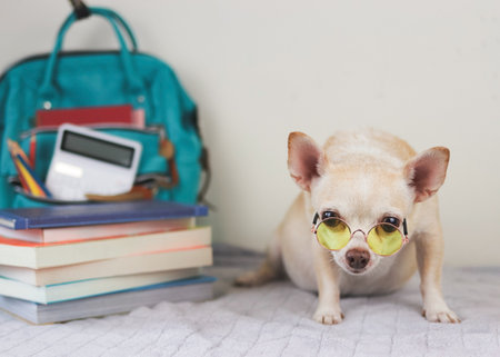 Front view of brown short hair chihuahua dog wearing yellow eyeglasses sitting on bed  and white background with  green school backpack with school supplies and stack of books. Back to school concept.の写真素材