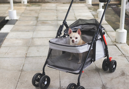 Portrait of brown short hair chihuahua dog sitting in pet stroller outdoor.の写真素材