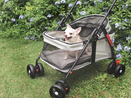 Portrait of brown short hair chihuahua dog sitting in pet stroller in the garden with purple flowers and green background. Smiling happily.の写真素材