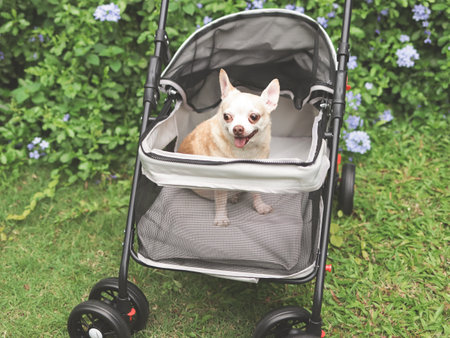 Portrait of brown short hair chihuahua dog sitting in pet stroller in the garden with purple flowers and green background. Smiling happily.の写真素材