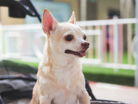 Close up image of brown short hair chihuahua dog standing in pet stroller, smiling happily.の写真素材