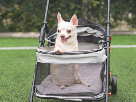 Portrait of brown short hair chihuahua dog standing in pet stroller on green grass. Smiling happily.の写真素材