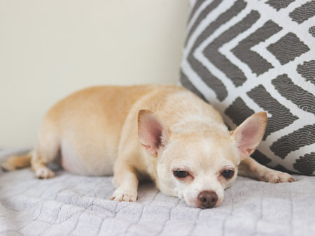 Portrait of sad or sleepy brown short hair chihuahua dog lying down in bed. with grey and white pillow.の写真素材