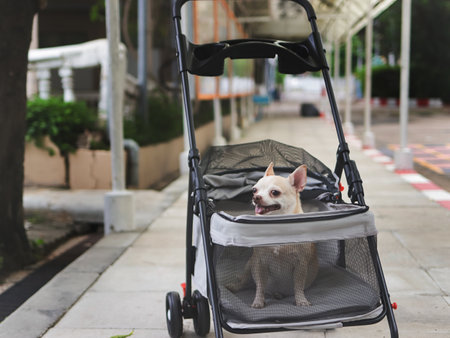 Portrait of brown short hair chihuahua dog sitting in pet stroller outdoor on walkway.