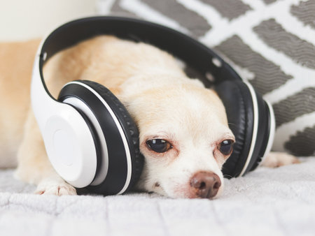 Portrait of brown short hair chihuahua dog lying down in bed, listen to the music from headphonesの写真素材