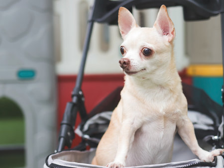 Portrait of brown short hair chihuahua dog standing in pet stroller looking sideway. Colorful kids playground equipment background.の写真素材