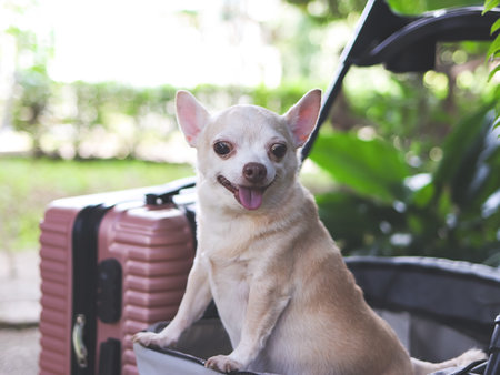 Portrait of brown short hair chihuahua dog standing in pet stroller with pink suitcase in the garden. Smiling happily. happy vacation and travelling with pet conceptの写真素材