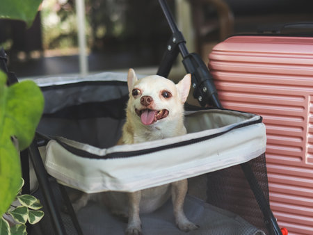 Portrait of brown short hair chihuahua dog sitting in pet stroller with pink suitcase in the garden. Smiling happily. happy vacation and travelling with pet conceptの写真素材
