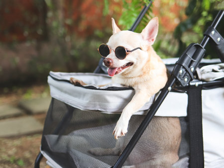 Portrait of brown short hair chihuahua dog wearing sunglasses,  standing in pet stroller in the garden  with green plant background. Smiling happily.の写真素材