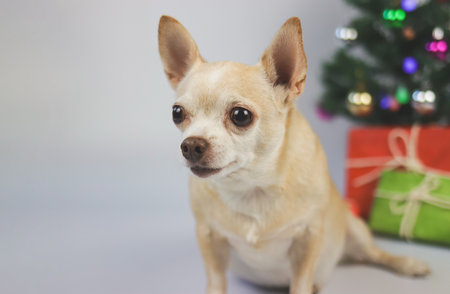Close up image of brown short hair chihuahua dog sitting on white background with Christmas tree and red and green gift box. looking at copy space.の写真素材