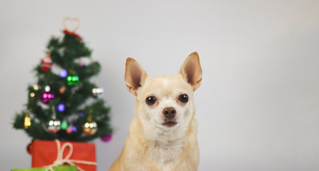 Close up image of brown short hair chihuahua dog sitting on white background with Christmas tree and red and green gift box.の写真素材
