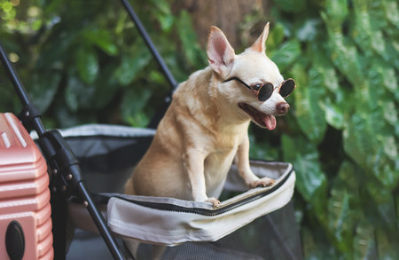Portrait of Portrait of brown short hair chihuahua dog wearing sunglasses standing in pet stroller with pink suitcase in the garden. Smiling happily. happy vacation and travelling with pet conceptの写真素材