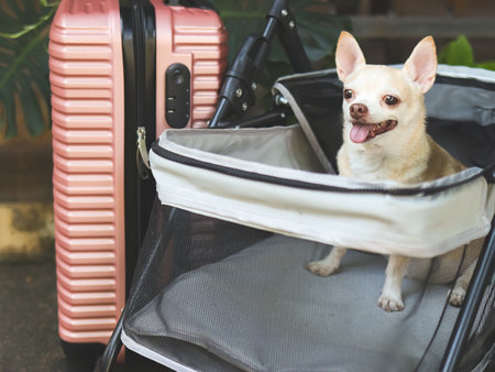 Portrait of brown short hair chihuahua dog sitting in pet stroller with pink suitcase in the garden. Smiling happily. happy vacation and travelling with pet conceptの写真素材