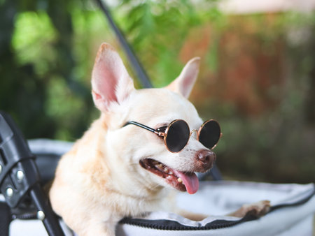 Portrait of brown short hair chihuahua dog wearing sunglasses,  standing in pet stroller in the garden  with green plant background. Smiling happily.の写真素材