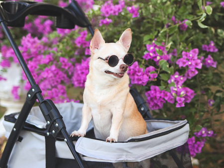 Portrait  of  Happy brown short hair Chihuahua dog wearing sunglasses, standing in pet stroller in the park with purple flowers background.の写真素材