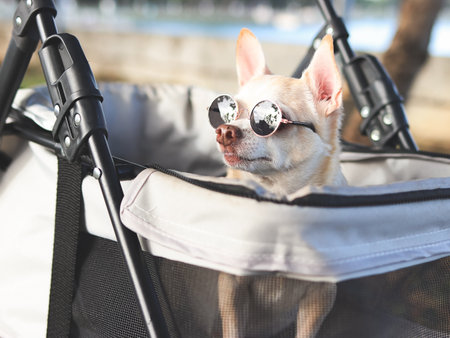 Portrait  of  Happy brown short hair Chihuahua dog wearing sunglasses, sitting in pet stroller in the park. Smiling happily.の写真素材