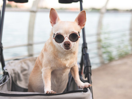 Portrait  of  Happy brown short hair Chihuahua dog wearing sunglasses standing in pet stroller on walk way fence by the lake, smiling and looking at camera.の写真素材