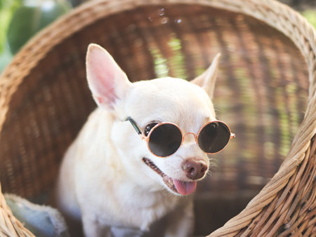 Portrait of brown short hair chihuahua dog wearing sunglasses sitting in wicker or rattan pet house in balcony.の写真素材