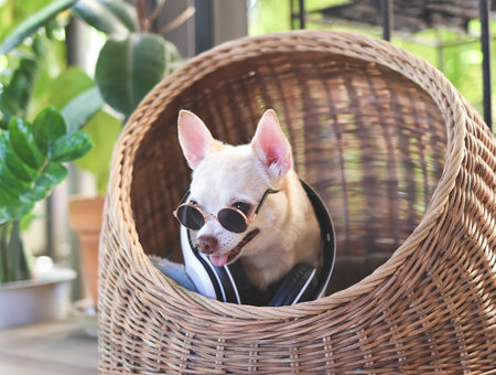 Portrait of brown short hair chihuahua dog wearing sunglasses and headphones around neck sitting in wicker or rattan pet house in balcony.の写真素材