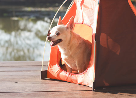 Portrait of brown short hair Chihuahua dog sitting in the orange camping tent outdoor in morning sunlight, smiling with his tongue out. Pet travel concept.の写真素材