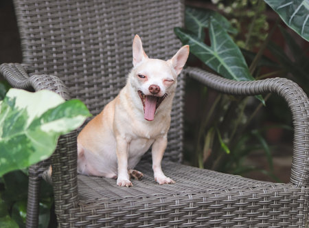 Close up image of brown short hair Chihuahua dog sitting and yawning on gray rattan chair with houseplant in the garden.の写真素材