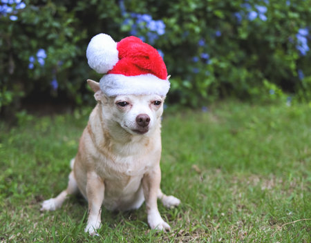 Portrait of  brown  short hair Chihuahua dog wearing Santa Claus hat sitting on green grass in the garden with purple flowers background, copy space, Christmas and New year celebration.の写真素材