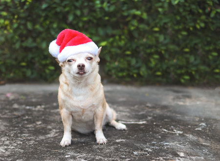 Close up image  of brown  short hair Chihuahua dog wearing Santa Claus hat sitting on  cement floor in the garden.  Christmas and New year celebration.の写真素材