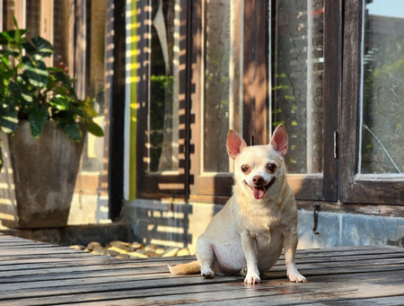 Portrait  of chihuahua dog sitting on wooden floor  in the garden in front of the door of pet friendly resort, smiling and looking at camera.の写真素材