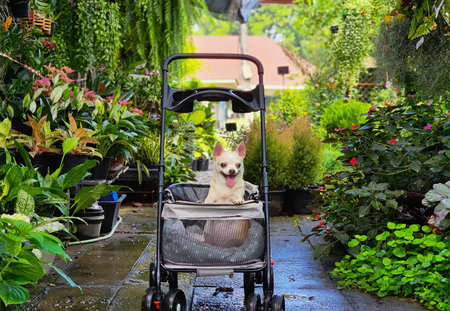 Portrait of brown short hair chihuahua dog sitting  in pet stroller in the garden or plant shop. Smiling happily.の写真素材
