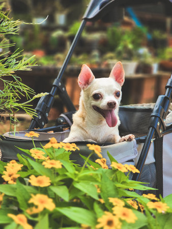 Portrait of brown short hair chihuahua dog sitting  in pet stroller in the garden or plant shop with yellow flowers . Smiling happily.の写真素材