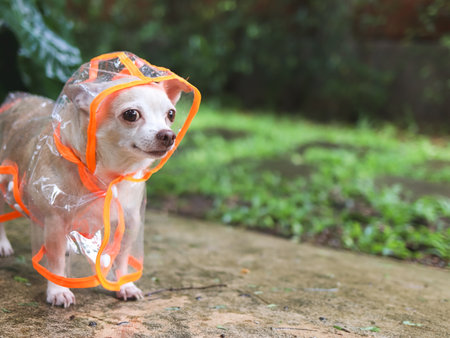 Portrait of brown short hair chihuahua dog wearing rain coat hood standing  on cement floor  in the garden, looking sideway.の写真素材