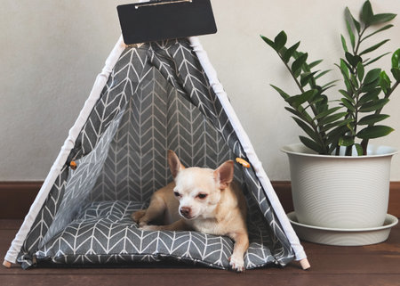 Portrait of brown Chihuahua dog lying down  in gray teepee tent with blank name tag beside plant pot on wooden floor and white wall.の写真素材